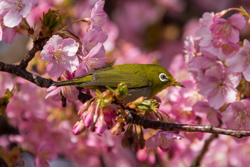 春のメジロ