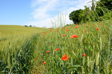 Poppies in a Wheat Field