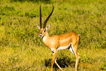 Naklejka na ściany i meble Young female antelope in the savannah