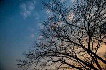 tree silhouette and sky in morning background