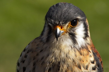 Turmfalke