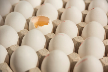 Many eggs in egg carton, one broken egg shell with visible egg yolk, vitellus.