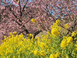 Beautiful yellow flowers and pink sakura cherry blossom blooming beautifully in Kawazu Japan