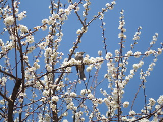 A spring bird was singing and standing on the tree trunk that have amazing white cherry blossom blooming beautifully under the lovely blue sky