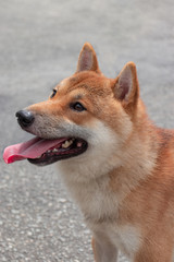 Shiba Inu Street