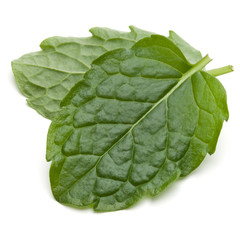 Obraz premium Peppermint herb isolated on white background cutout. Mint leaves.