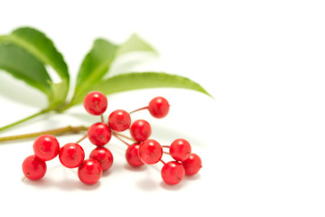 マンリョウの実