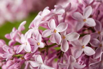 Fototapeta na wymiar lilac branch close-up. spring purple flowers macro