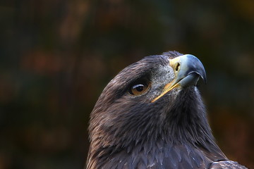 Steinadler