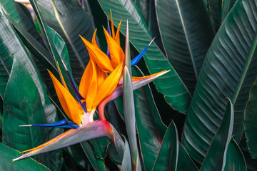 Beautiful Bird of Paradise flower (Strelitzia reginae) with green leaves background in tropical...