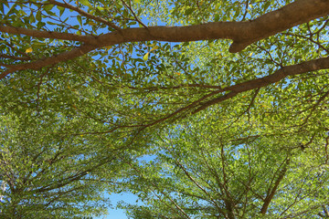 green leaf branchs of big tree in nature