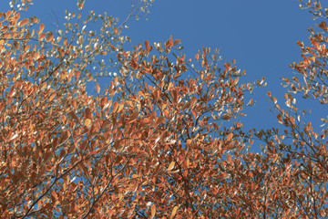 design of living coral color leaf on tree