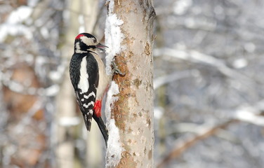 Great spotted woodpecker on the tree.