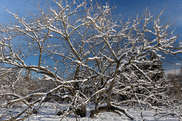 Exotic tree, nut Manchurian all covered with snow in the Moscow Botanical garden. Sunny winter day.