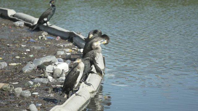 uccelli e immondizia - concetto di animali che vedono invaso il loro habitat dall'inquinamento - cormorani e rifiuti di plastica nell'oceano