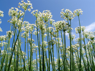 Obraz premium ニラの花