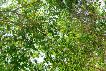 Looking from the bottom to the top of the tree to sky. Mangrove forest.