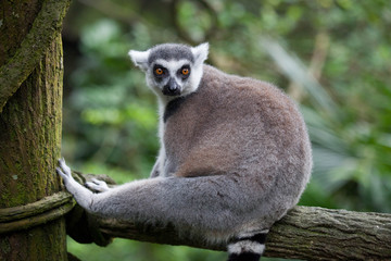 Ring tailed lemur, lemur catta, sitting on the tree taking a rest and wathing with interest.