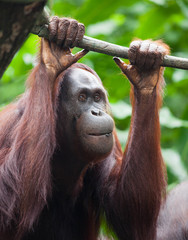 Thoughtful Orangutan portrait view. Orangutan portrait. Orangutan face.