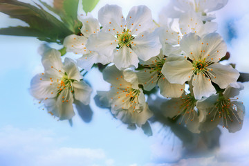 White flowers of cherry trees isolated on blue sky.