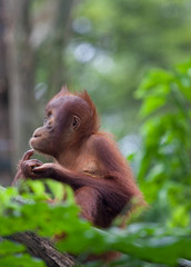 Cute thoughtful baby orangutan sitting in the green leaves and looking with interest. Orangutan portrait. Orangutan face. © Natalia