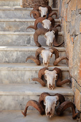 Steps decorated with sheep skulls at Crete island