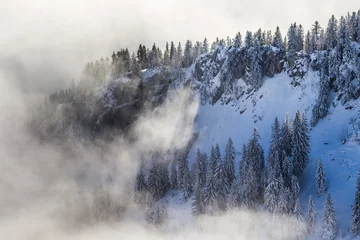 Papier Peint photo Forêt dans le brouillard Bergwald der Alpen im Winter mit Schnee