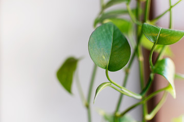 Liana tropical leaves clipping foliage branch decoration. Grey background and green color leaf. Cafe rustic decor.