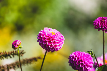 Beautiful Dahlias Magenta Pink with Copy Space