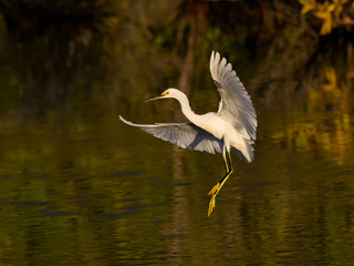 Snowy Egret Landing on the Pond