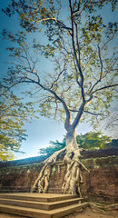 Ta Prohm temple. Siem Reap. Cambodia