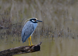 Yellow-crowned Night Heron  Standing on the Log