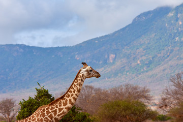 View of the Giraffe in Tsavo National Park in Kenya, Africa. Blue sky with clouds and mountain
