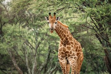 Close up image of a giraffe bending its neck looking at the camera under a tree in a national park...