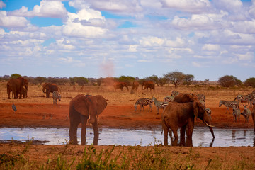 Fototapeta na wymiar View of a family of elephants and zebras. Water pond in the Tsavo National Park in Kenya, Africa. Blue sky and red sand.