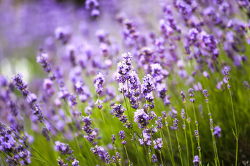 Field of Lavender Flowers, Background 