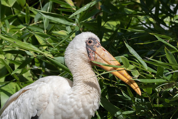 Milchstorch