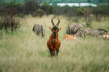 Red hartebeest looking into the camera. Standing in green grass with zebra and other animals behind it. Taken during the rainy season in Pilanesberg South Africa