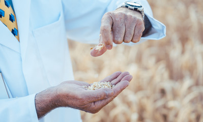 Wissenschaftler forscht an neuen Sorten von Weizen und Getreide
