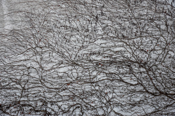 Weinranke am Geb&auml;ude