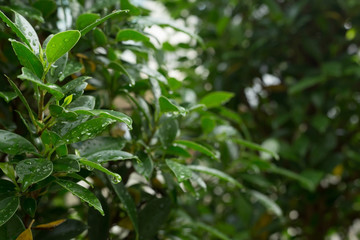 Fototapeta na wymiar water dew drop on green leaf nature