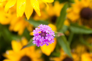 Violet verbena flowers on blurred yellow background with rain drops is in the garden at summer, macro close-up.