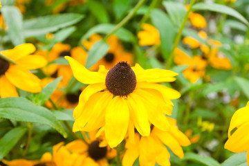 Bright yellow Rudbeckia Fulgida cone flowers with dark brown capitula are blossoming in the garden at summer.