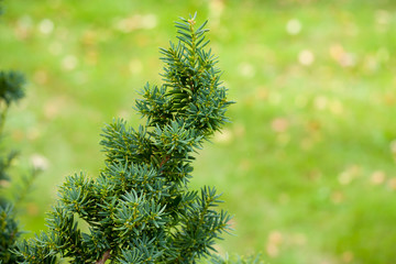Fototapeta na wymiar Green branch of pine with blurred background is in the garden at summer, macro, close-up.