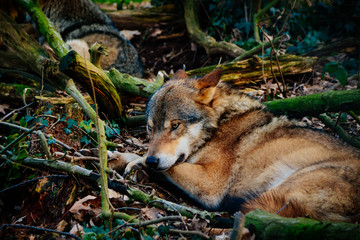 wolf in the forest