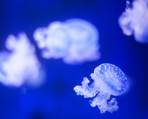 Naklejka premium jellyfish in water
