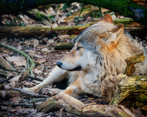 wolf in the forest
