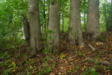 Obraz premium Thick tree trunks are in the forest in Finland at summer.