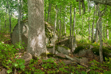 Thick tree trunks and stones are in the forest in Finland at summer.