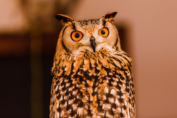Portrait of a eagle owl, Bubo bubo, bright eyed captive at a falconry festival.Portrait of a eagle owl, Bubo bubo, bright eyed captive at a falconry festival.